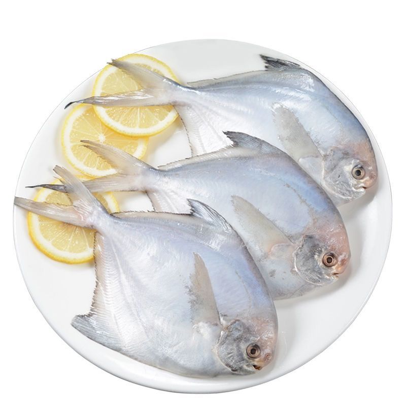 海鲜水产鲜活鲳鱼500g2500g新鲜野生银鲳鱼白鲳鱼鲳鳊鱼平鱼