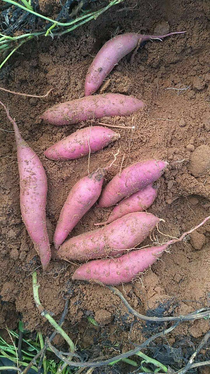 农家新鲜现挖现发冰淇淋红薯一点红紫心番薯新鲜板栗粉香糯地瓜