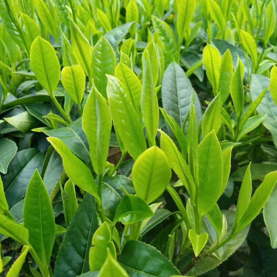 【买3送1】2018绿茶汝城旱塘硒山茶绿茶茶叶富硒茶中国茗茶200g