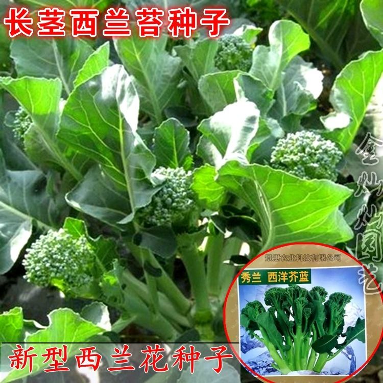 西兰苔种子 小小西兰花菜苔青花笋 芦笋青花菜芥蓝春秋播蔬菜种子