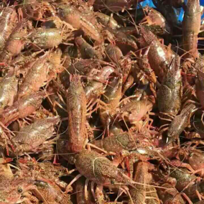 养殖小龙虾苗鲜活小龙虾种苗虾种食用成品虾5斤起发 量大优惠
