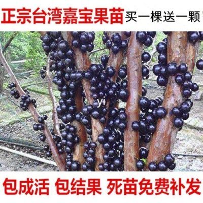 买一送一嘉宝果树苗树葡萄苗正宗台湾树葡萄榴莲树苗南北方种植