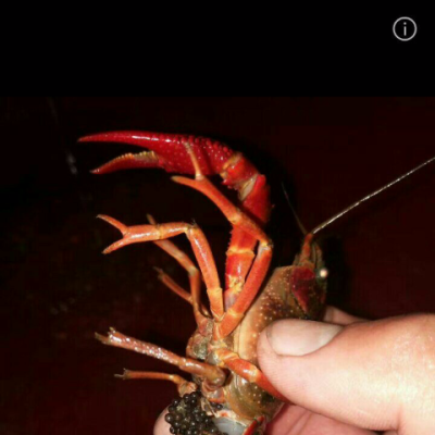 盱眙繁殖育苗种虾小龙虾种食用成品鲜活虾小龙虾苗5斤起量大优惠