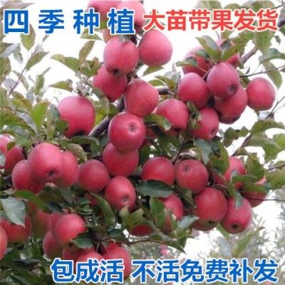 苹果树苹果树苗嫁接矮化盆栽地栽苗果树苗盆栽苹果当年结果