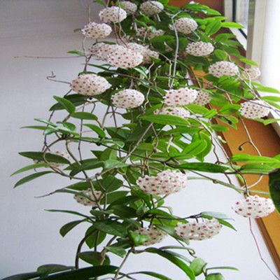 树苗樱桃树苗负离子小盆栽易种花花椒真花花卉种子发财猫薄荷捕蝇