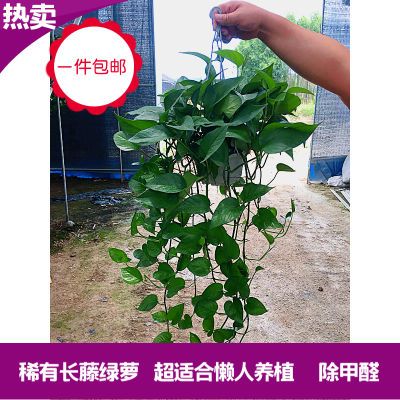植物盆栽玫瑰百香果大果金边吊兰盆栽葡萄批发真花绿植园艺树盆栽