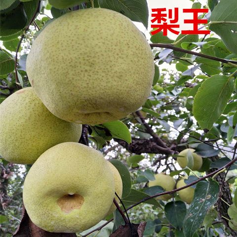 正宗安徽砀山酥梨5斤装(单果200g起)现摘水果新鲜梨子