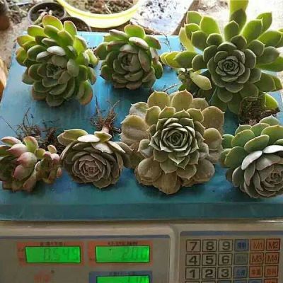 罗汉松盆景仙人球盆景树季花卉开花鸟月季花纸树草草沙漠玫瑰盆栽