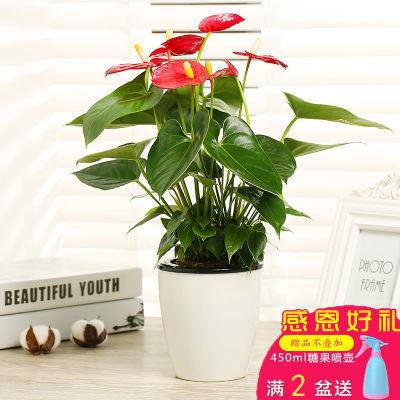 盆栽朱顶红花盆栽清香木风信子蓝莓芙蓉花红掌花水果花椒树苗负离