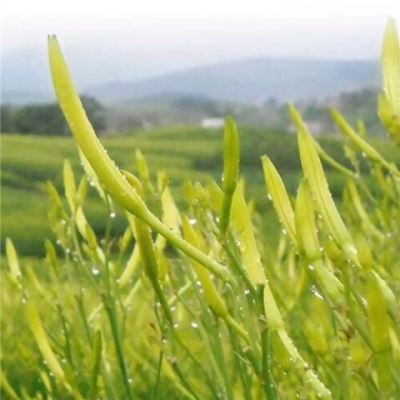18年新菜土特產干黃花菜全干農家自制無硫無公害孕婦專供干貨蔬菜