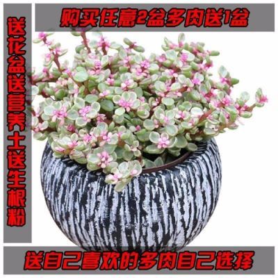 多肉植物雅乐之舞+石丸盆+营养土+肥买2送1自选多肉花卉盆栽绿植