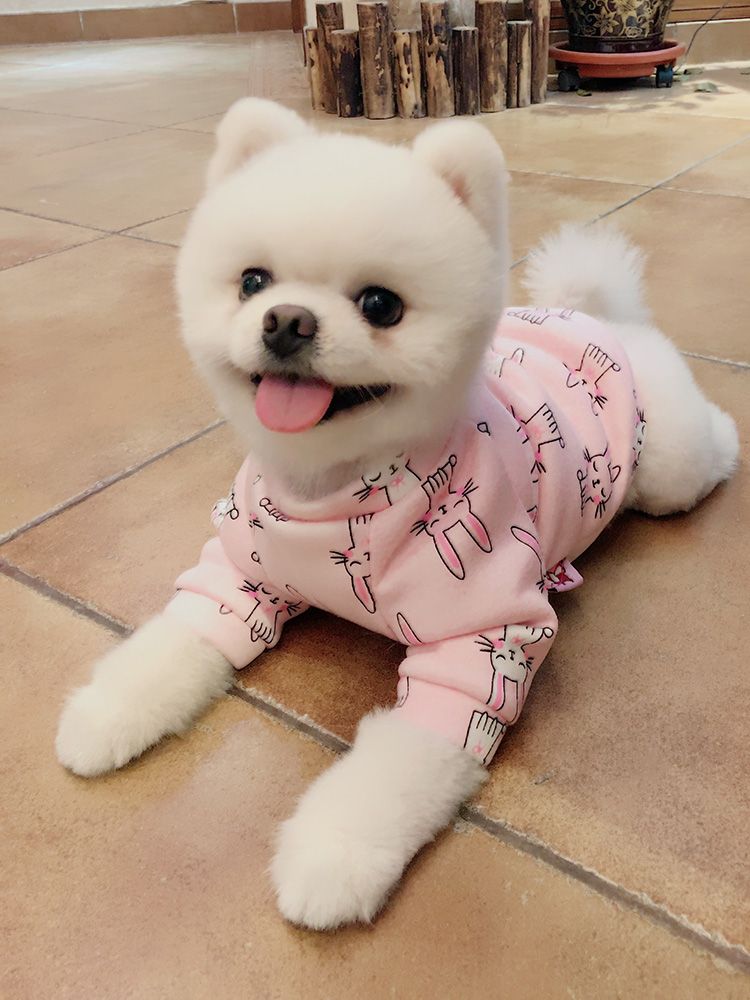 新款宠物衣服秋冬装狗狗衣服狗裙子卡通涂鸦泰迪比熊博美小狗衣服