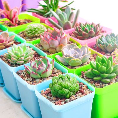 香雪兰种球水培绿箩红掌盆栽营养液植物酒瓶兰苗树棒棒糖绿色发大