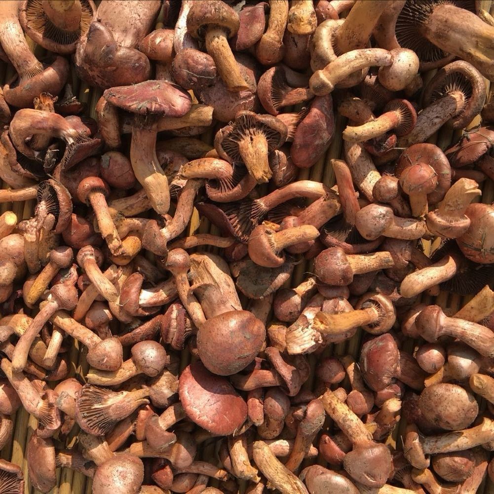 东北特产野生红蘑菇松蘑肉蘑菇干货小蘑菇食用菌朝阳土特产