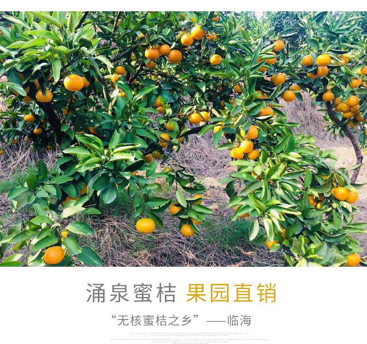 现摘正宗涌泉蜜桔橘子水果无籽蜜橘2斤 5斤 10斤当季水果新鲜薄皮