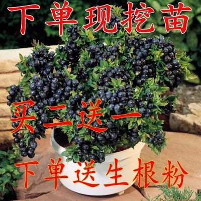 买2送1 蓝莓苗 蓝莓树苗 盆栽地栽蓝莓树 当年结果南方北方果树苗