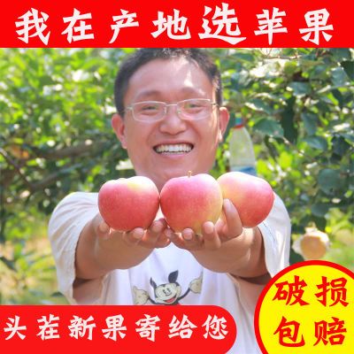 【特價搶購】山西蘋果紅富士5斤10斤裝紅富士新鮮水果水果