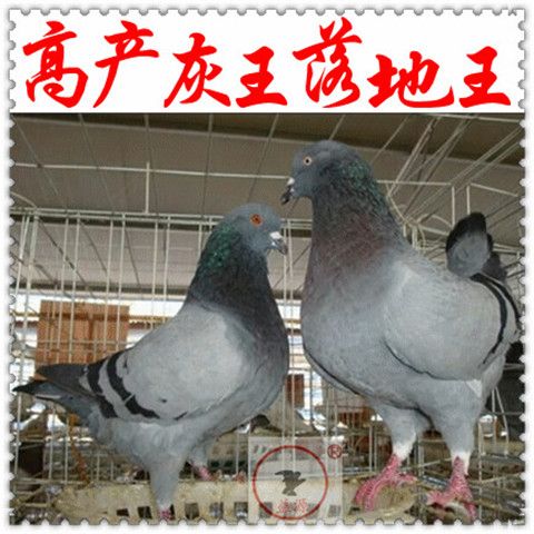 落地王鸽原配下蛋种鸽公斤鸽观赏鸽肉鸽天使红卡奴种鸽鸟活体宠物