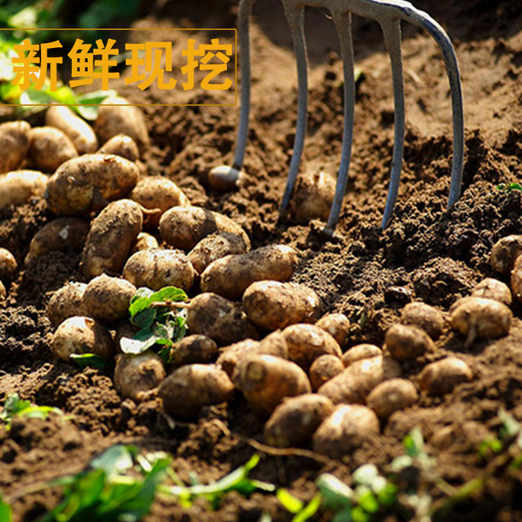 新鲜洋芋甘肃定西马铃薯老品种土豆现挖现发精选生鲜土豆非转基因