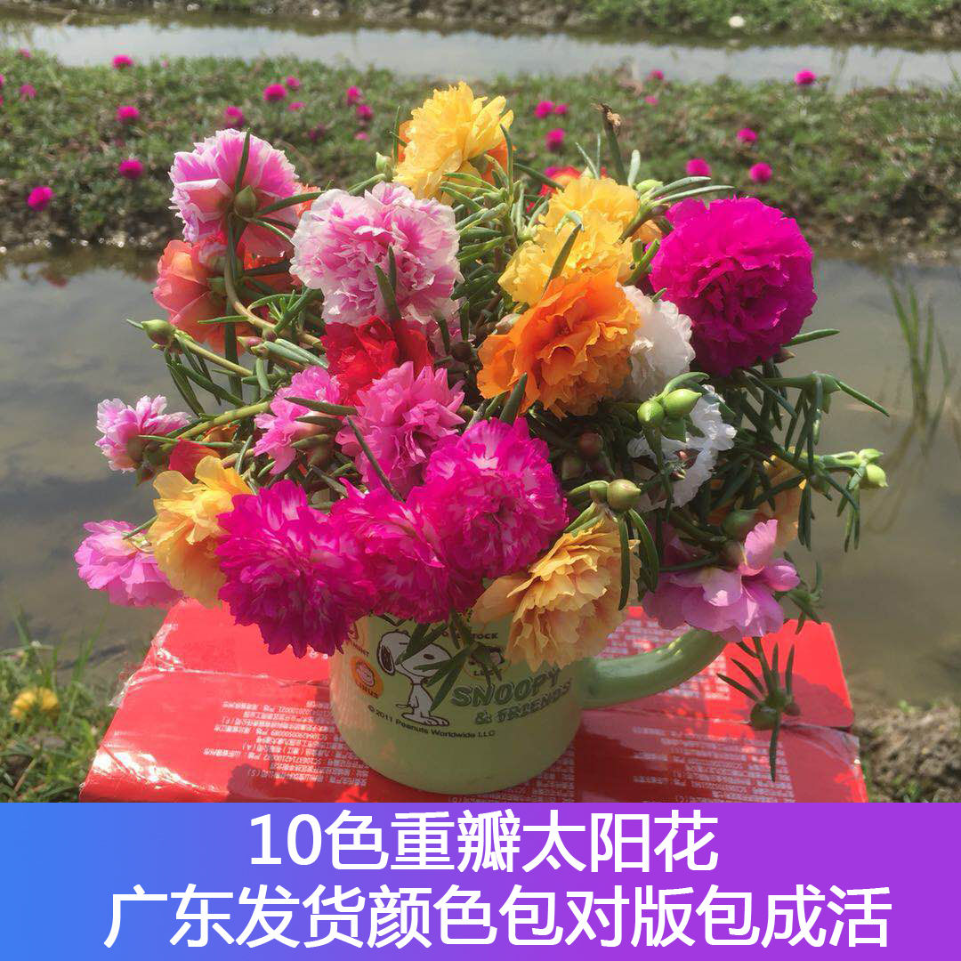 【带花苞发货】太阳花苗盆栽四季种植混色重瓣死不了宿根阳台花卉