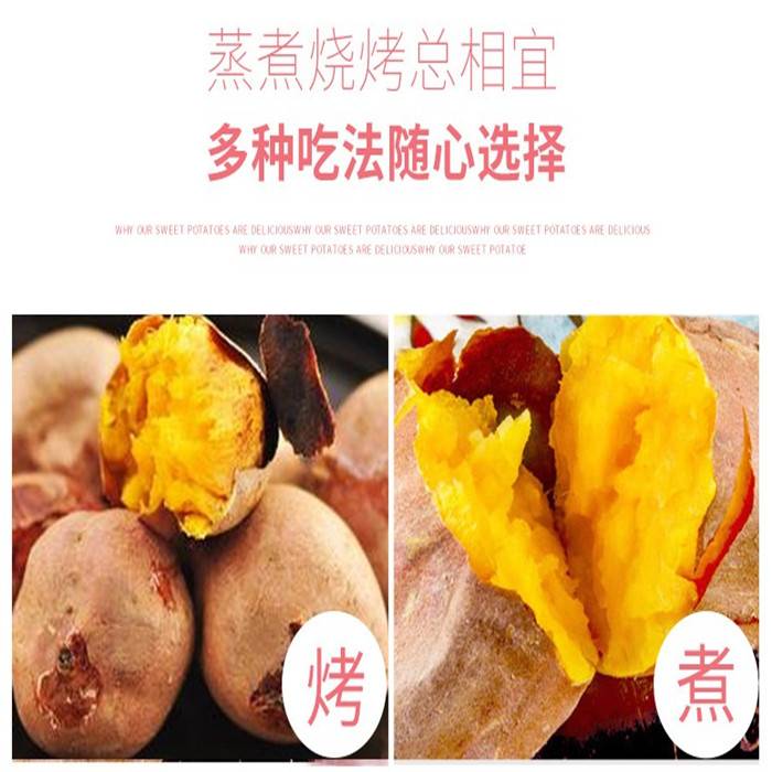 【新鲜直发】2019新鲜沙地蜜薯红薯番薯红黄心番薯农家水果地瓜