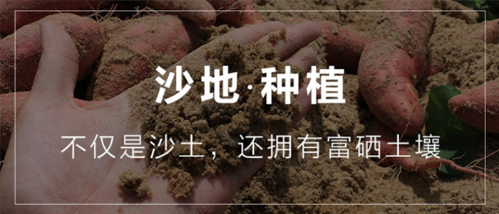 【新鲜直发】2019新鲜沙地蜜薯红薯番薯红黄心番薯农家水果地瓜