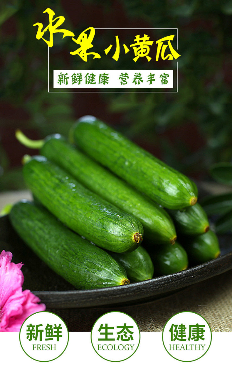 9】荷兰新鲜甜嫩清香小黄瓜新鲜水果蔬菜青瓜