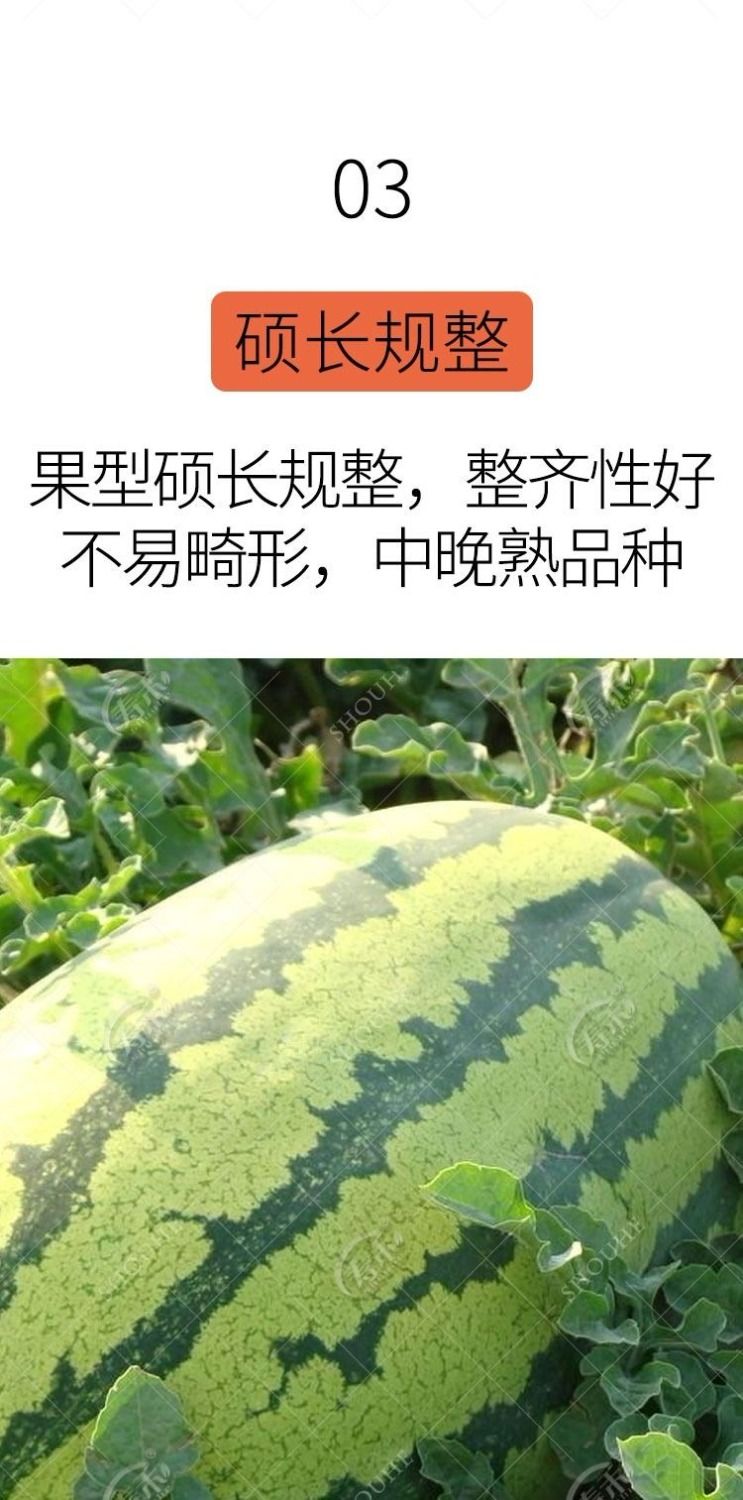 【巨型西瓜种子】高产甜早熟四季播特大无籽农科院特大水果西瓜籽