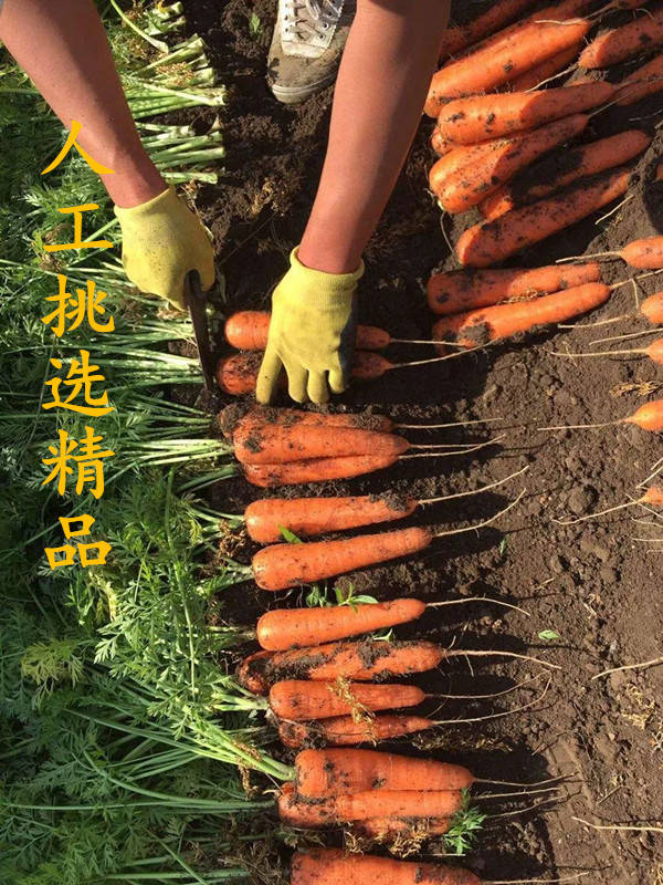 【农家自种】沙地胡萝卜新鲜蔬菜10斤水果萝卜红萝卜清脆非水洗