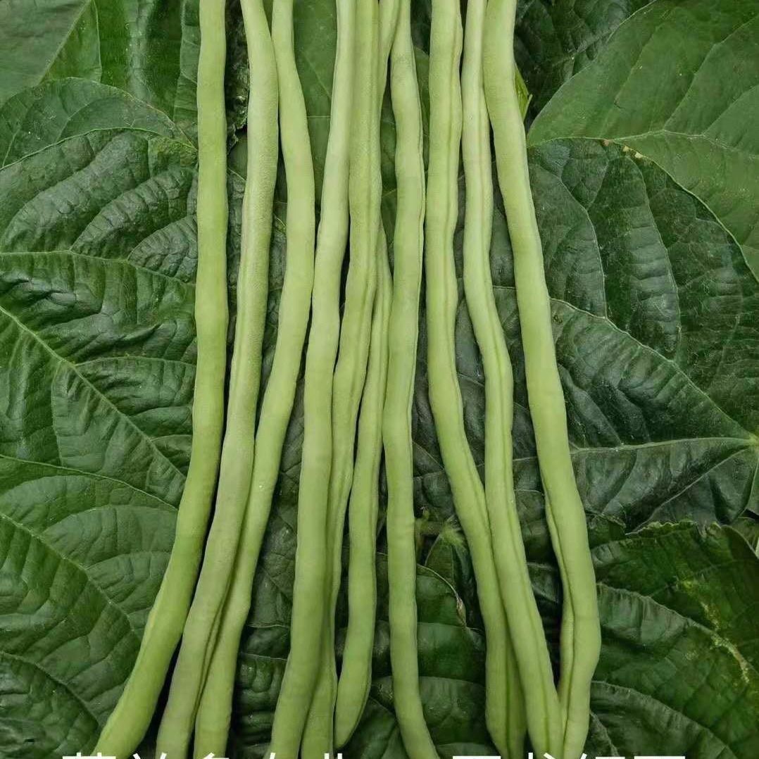 色蔬菜菜豆角扁春四季种籽质量 哪个子比较