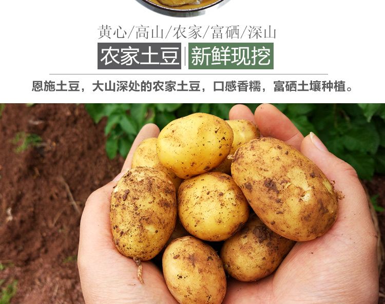 2020【5斤装】恩施新鲜小土豆农家蔬菜富硒洋芋高山马铃薯批发黄心
