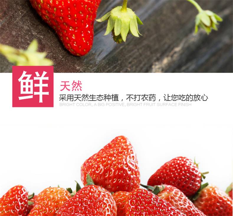 【顺丰空运当天发货】新鲜草莓现摘四川草莓水果奶油草莓冬草莓商用烘焙