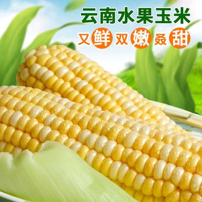 现摘云南新鲜玉米8斤农家自种甜脆水果玉米棒子3斤/5斤水果玉米