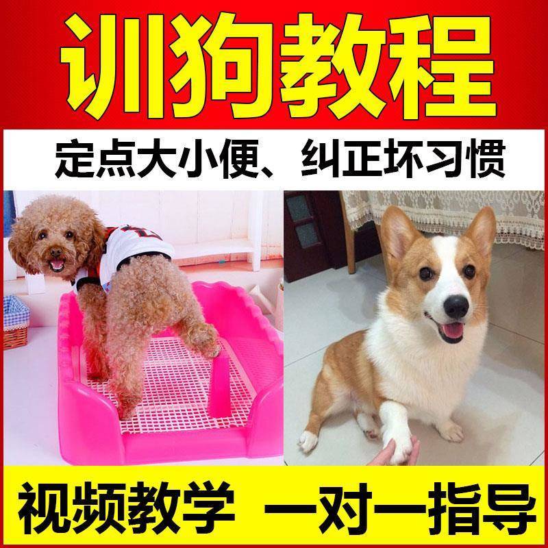 > 2018全套训狗教程视频大全训犬师一对一指导训练狗狗训犬训练方法