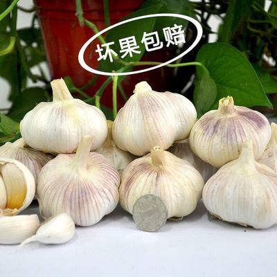 【领卷立减】干大蒜大蒜头蒜头白皮蒜农家自种精选大蒜 5斤精选装