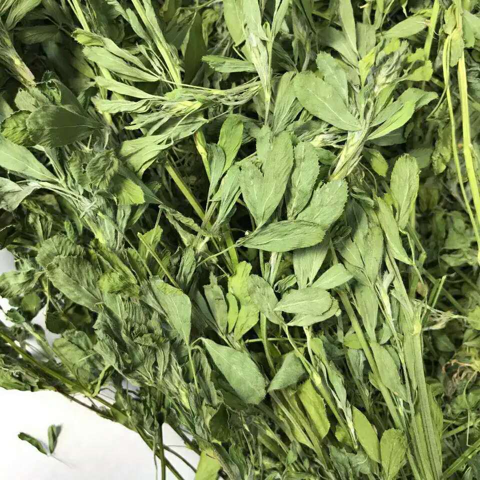 优质紫花苜蓿草提摩西草幼兔粮食干草豚鼠龙猫荷兰猪兔子主粮牧草