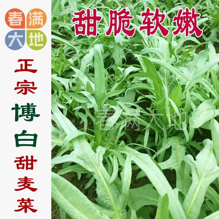 正宗博白甜脆苦麦菜种子 花叶唛菜煮食脆嫩纤维少 包邮