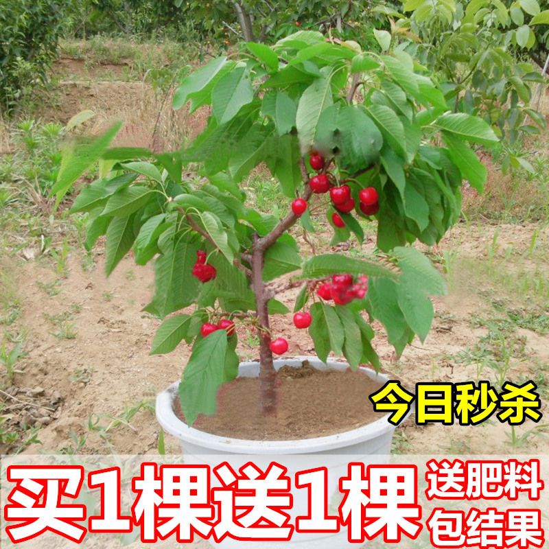 > 【买1棵送1棵】樱桃车厘子树苗当年结果盆栽室内南北方种植果树苗