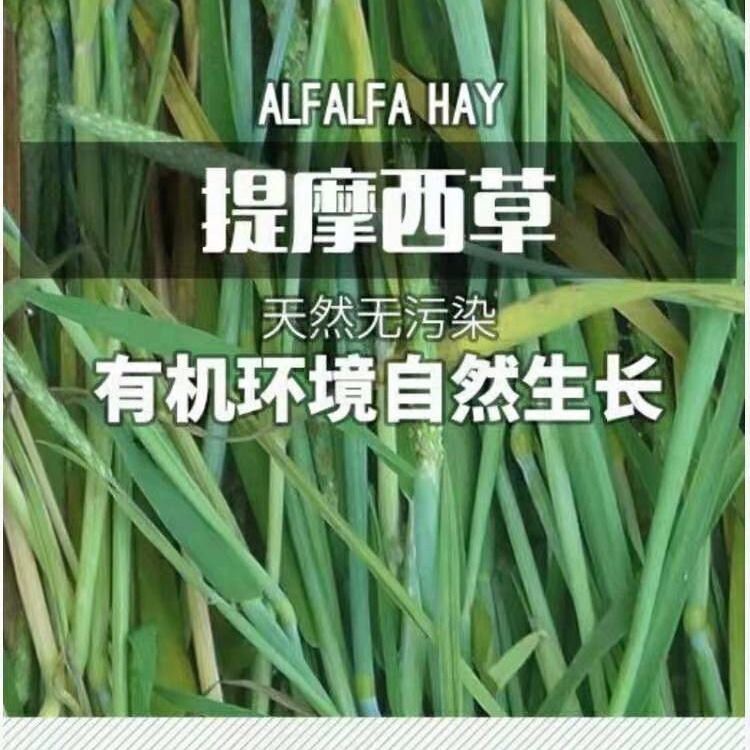 优质紫花苜蓿草提摩西草幼兔粮食干草豚鼠龙猫荷兰猪兔子主粮牧草