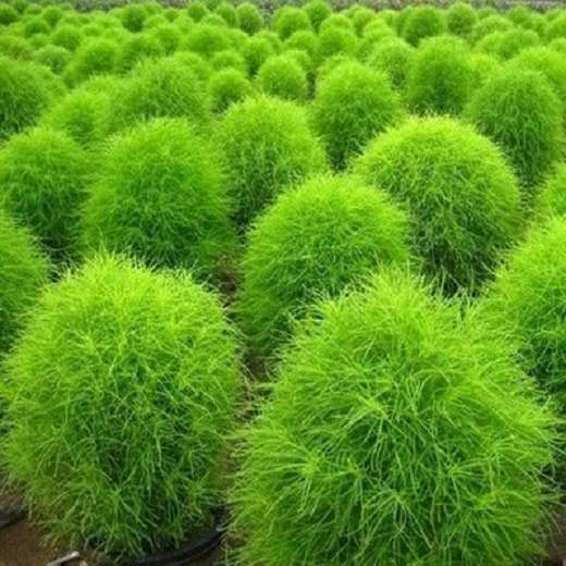 红地肤种子 绿地肤花种子 扫帚苗 孔雀松 景观花海庭院草花种籽子