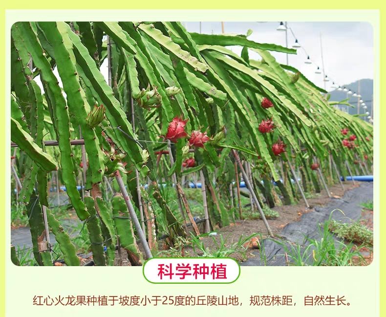 【大果红心】火龙果红心批发当季水果新鲜越南火龙果白心水果
