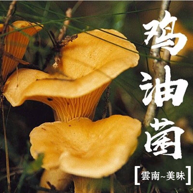 云南鸡油菌干净无杂质100g正宗黄金菇野生菌菇汤蘑菇山货土特产