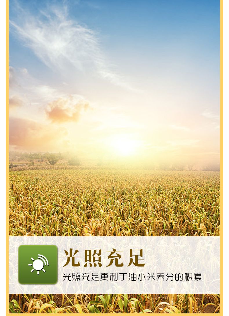 2019新米陕北油小米黄小米2斤/5斤新食用小米月子米五谷杂粮农家