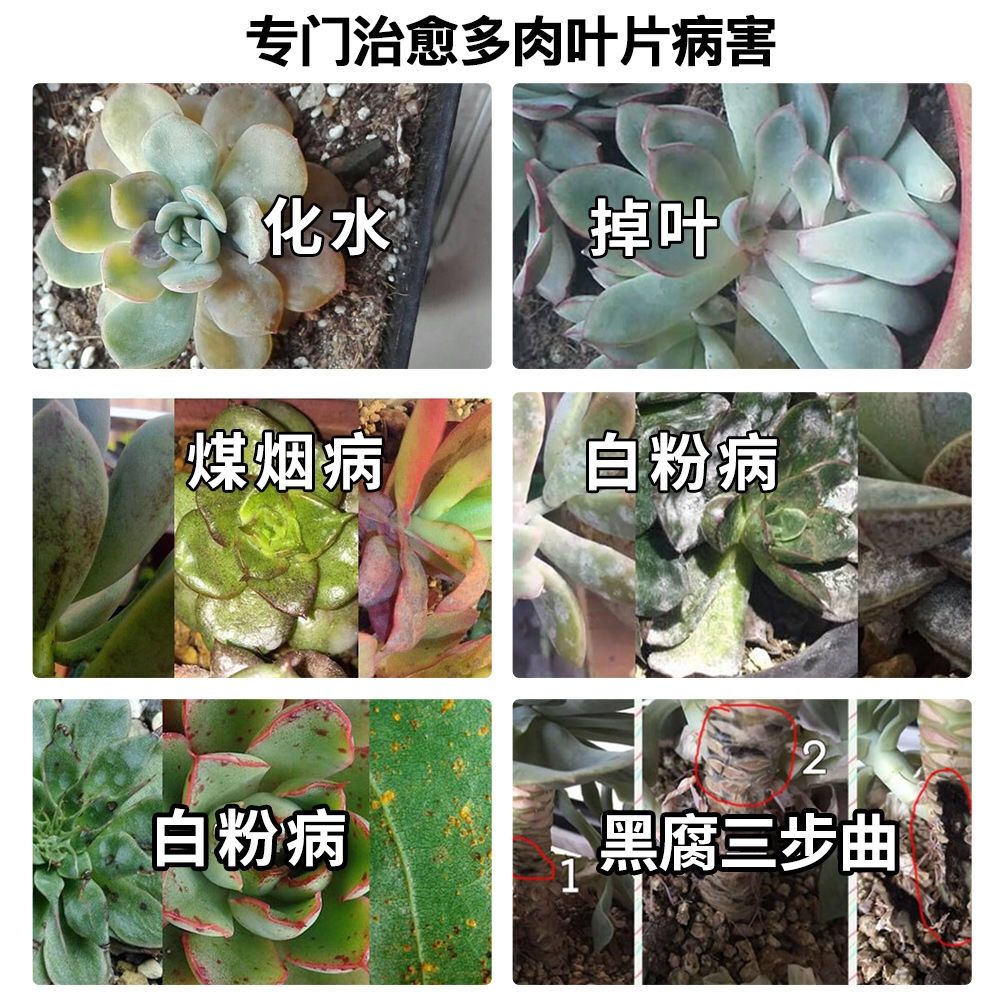 家用花卉杀菌剂绿植月季多肉杀虫剂病虫害黑腐病白粉病农药喷雾剂