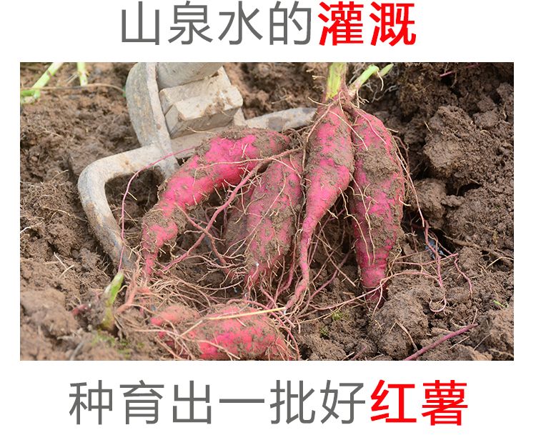 农家【2斤特价】原味自制红薯干 无糖精倒蒸番薯干地瓜250g-1000g