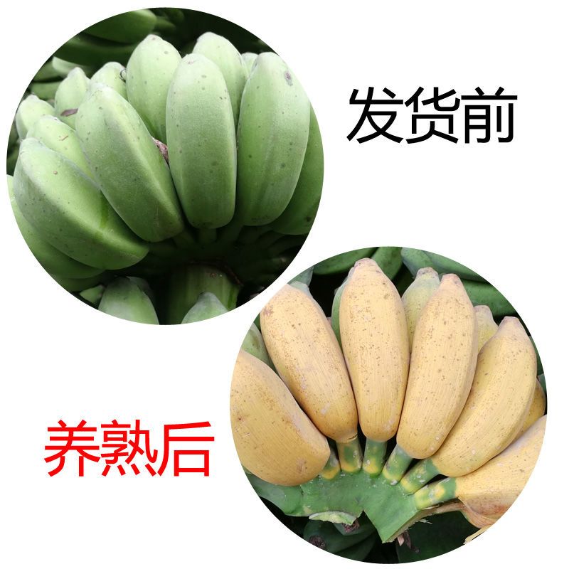 现摘现发广西小米蕉热带水果当季非皇帝王蕉粉香蕉5斤9斤包邮直批
