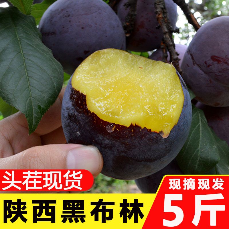 陕西黑布林李子10斤装现摘现发8/5/2斤孕妇新鲜水果非三华李脆李