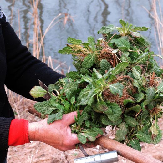 2020年新货野生蛤蟆草菜荔枝草整棵带根癞蛤蟆草新鲜晒干品蟾蜍草