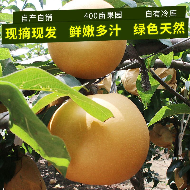 【新鲜梨子】山东丰水梨3/5/10斤烟台莱阳梨新鲜水果梨  产地直发