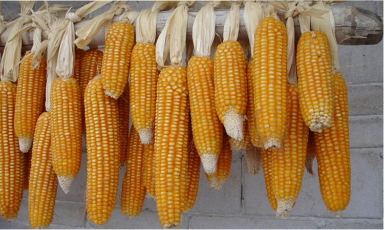 【5斤装】农家玉米糁玉米粒 玉米渣 玉米糁五谷杂粮粗粮农家自销
